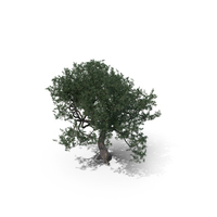 Olive Tree Type PNG & PSD Images