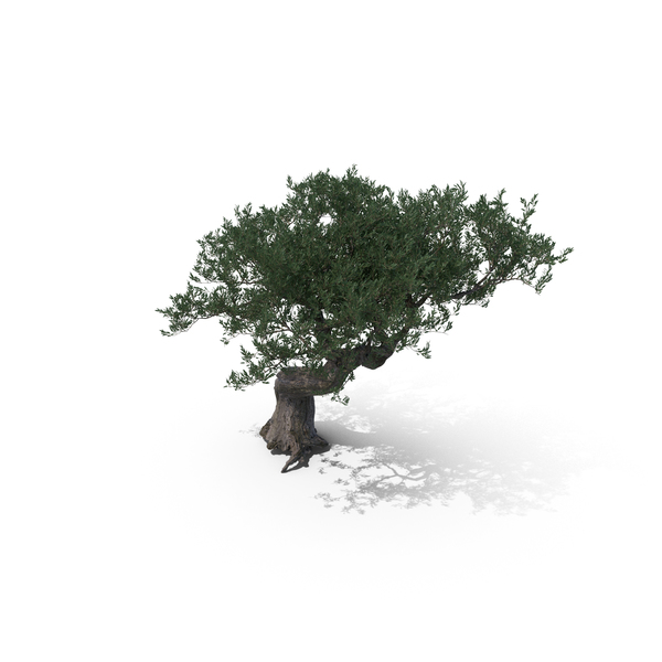 Olive Tree PNG & PSD Images