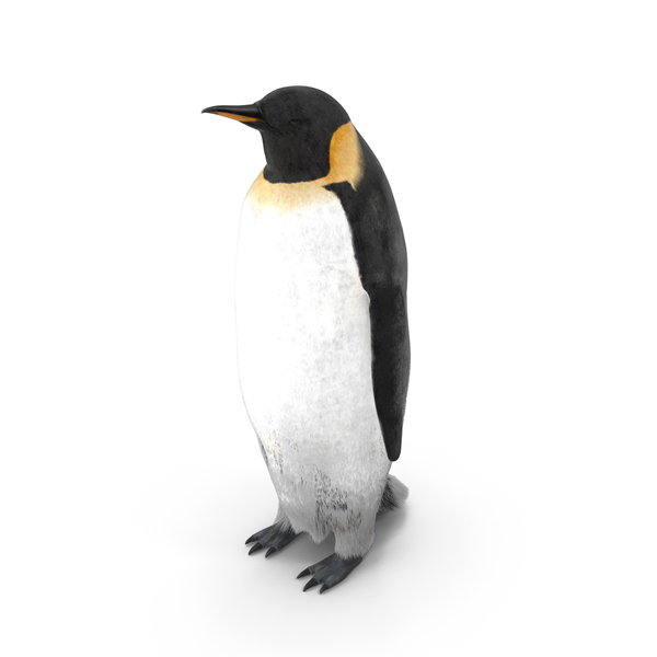 Adult Emperor Penguin PNG & PSD Images