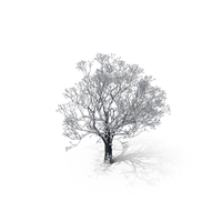 Winter Tree PNG & PSD Images