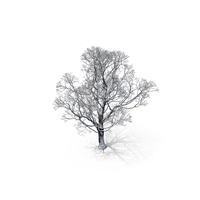 Winter Tree PNG & PSD Images