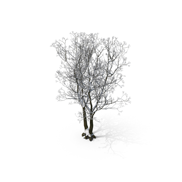 Winter Tree PNG & PSD Images