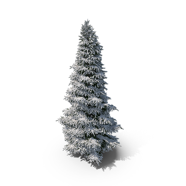 Winter Tree PNG & PSD Images
