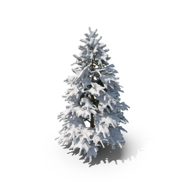 Winter Tree PNG & PSD Images
