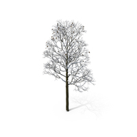 Winter Tree PNG & PSD Images