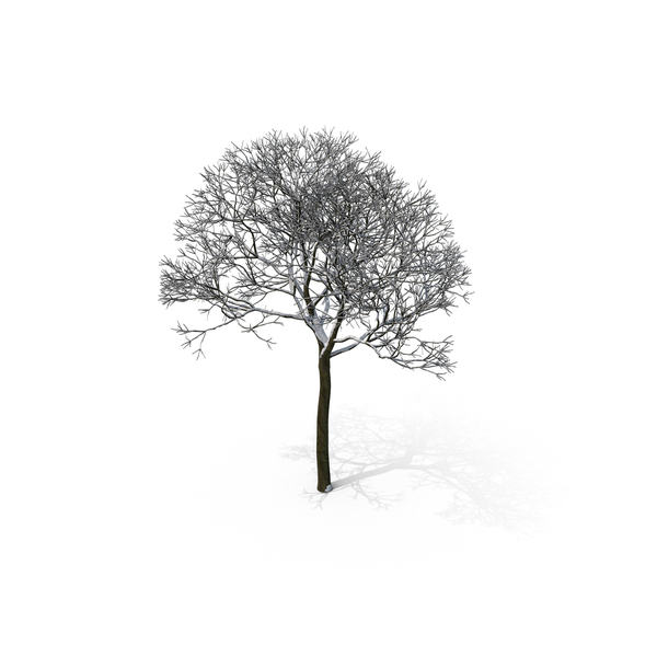 Winter Tree PNG & PSD Images