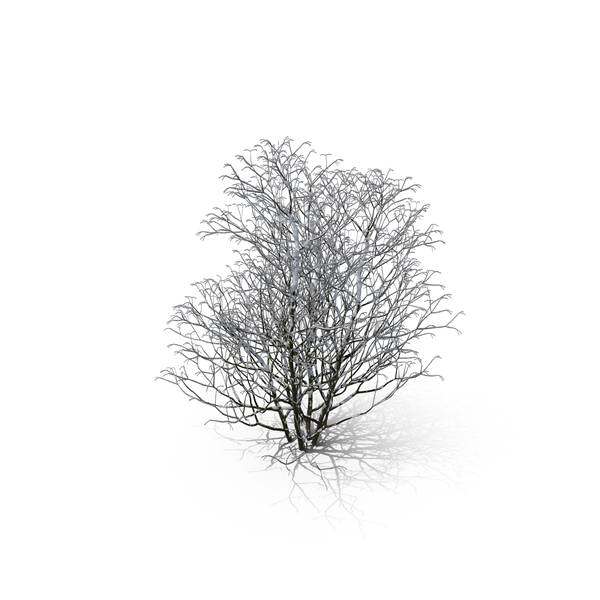 Winter Tree PNG & PSD Images