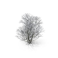 Winter Tree PNG & PSD Images