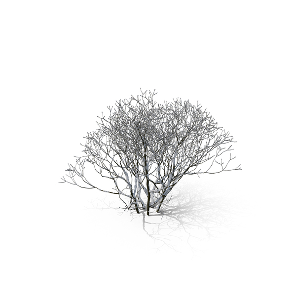 Winter Tree PNG & PSD Images