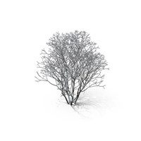 Winter Tree PNG & PSD Images