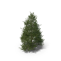 Spruce Tree 2m PNG & PSD Images