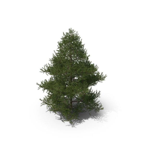 Spruce Tree 2m PNG & PSD Images