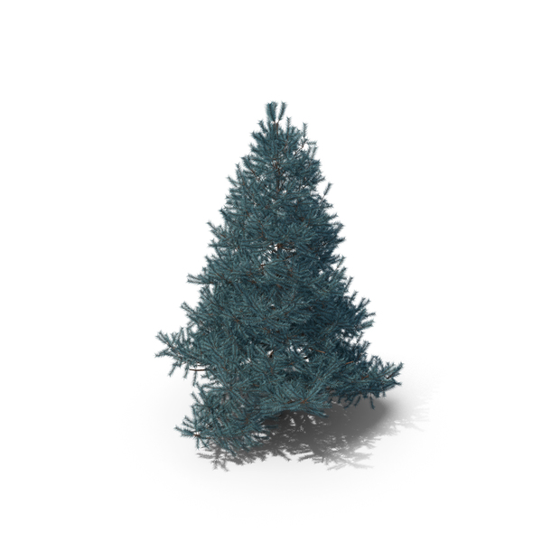 Spruce Tree 2m PNG & PSD Images