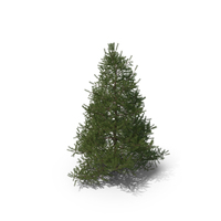 Spruce Tree 2m PNG & PSD Images