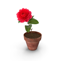 Flower Camelia in Pot PNG & PSD Images