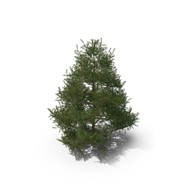 Spruce 2m PNG & PSD Images