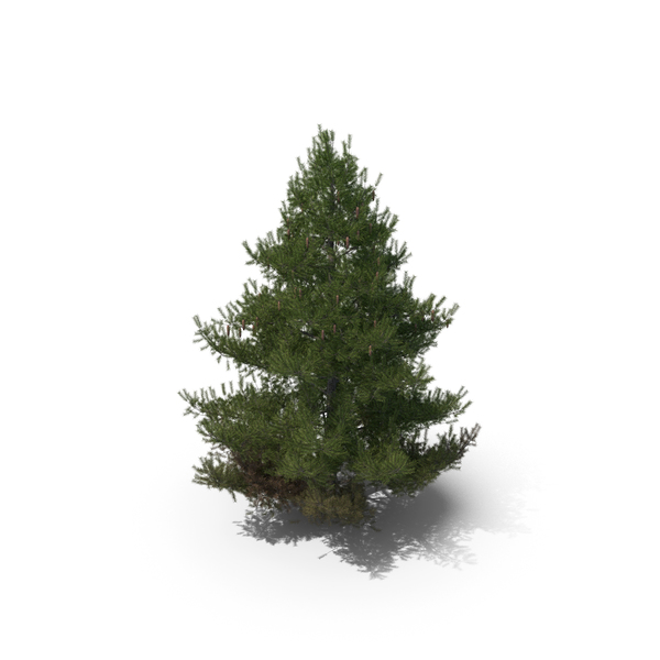 Spruce Tree 4m PNG & PSD Images