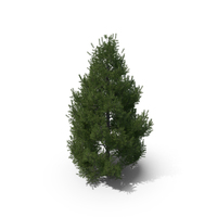 Spruce Tree 4m PNG & PSD Images