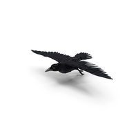 Flying Rook Corvus Pose PNG & PSD Images