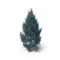 Spruce Tree 4m PNG & PSD Images