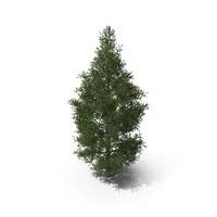 Spruce Tree 7m PNG & PSD Images