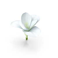 Freesia Flower PNG & PSD Images