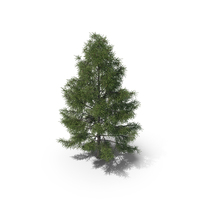 Spruce Tree PNG & PSD Images