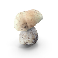 Mushroom PNG & PSD Images