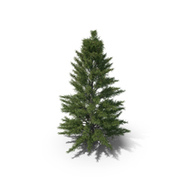 Spruce Tree 10m PNG & PSD Images