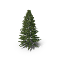 Spruce Tree PNG & PSD Images