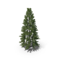 Spruce Tree 10m PNG & PSD Images