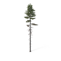 Spruce Tree 20m PNG & PSD Images