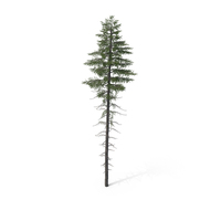 Spruce Tree 20m PNG & PSD Images