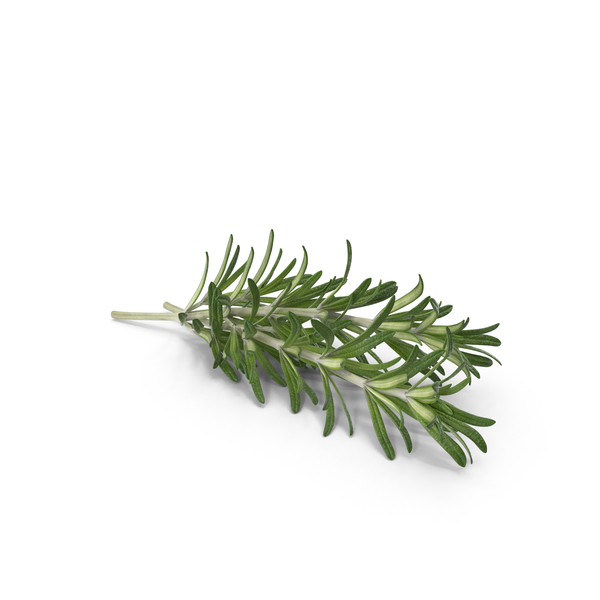 Fresh Rosemary PNG & PSD Images