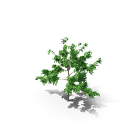 Mountain Maple - 240cm PNG & PSD Images