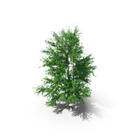 Mountain Maple - 960cm PNG & PSD Images