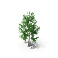 Mountain Maple - 820cm PNG & PSD Images