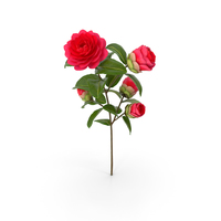 Garden Flower Camellia Red PNG & PSD Images