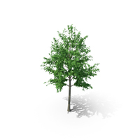 Mountain Maple - 720cm PNG & PSD Images