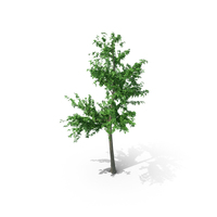 Mountain Maple - 640cm PNG & PSD Images
