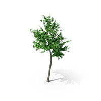 Mountain Maple - 610cm PNG & PSD Images