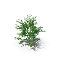 Mountain Maple - 550cm PNG & PSD Images