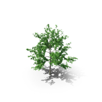 Mountain Maple - 420cm PNG & PSD Images