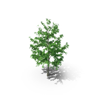 Mountain Maple - 370cm PNG & PSD Images