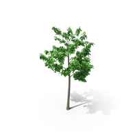 Mountain Maple - 300cm PNG & PSD Images