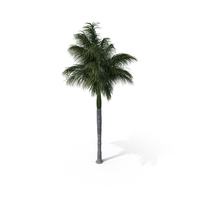 Palm Royal PNG & PSD Images