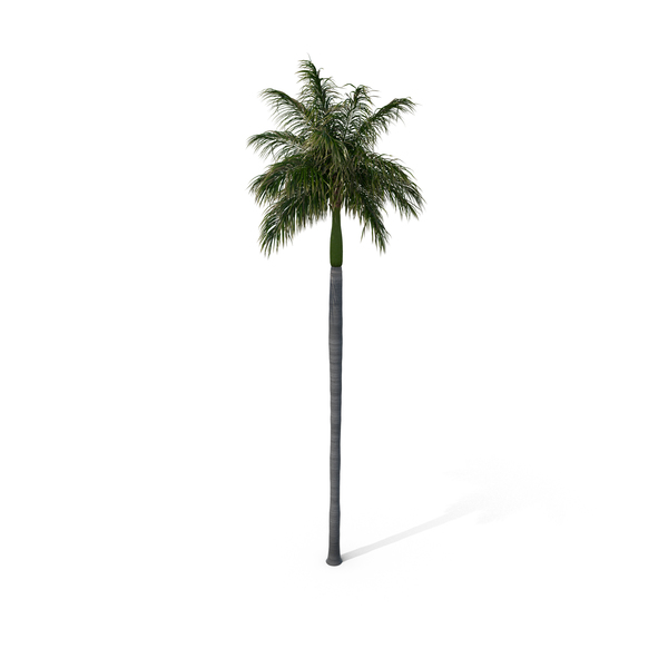 Palm Royal PNG & PSD Images