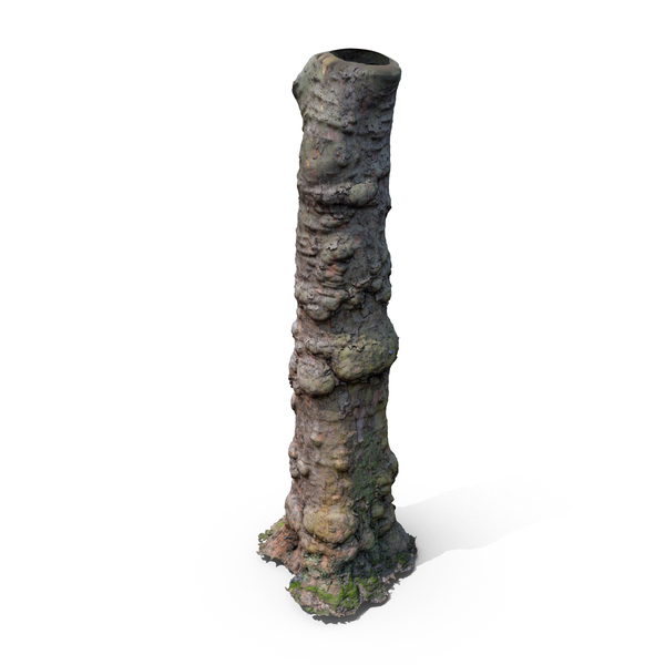 Platanus Tree Stem PNG & PSD Images