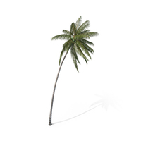 Palm Coconut PNG & PSD Images