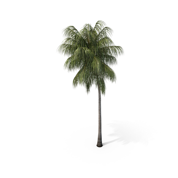 Palm Coconut PNG & PSD Images